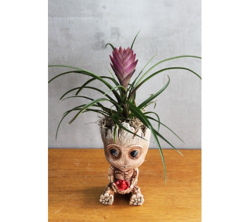 Groot Tillandsia